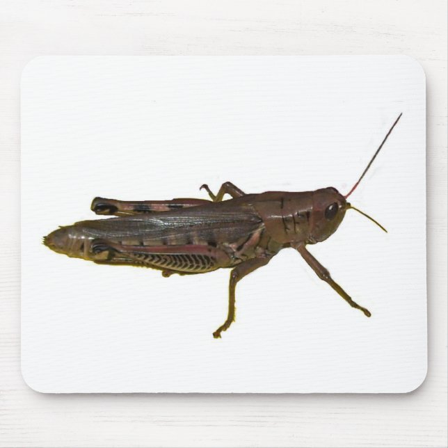 Riant Grasshopper Mousepad (Vorne)