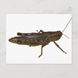 Riant Grasshopper Postkarte