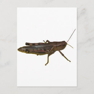 Riant Grasshopper Postkarte