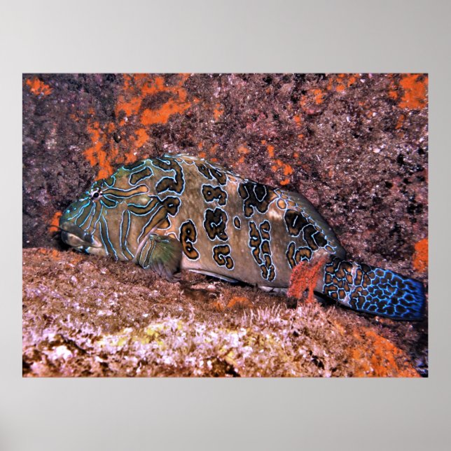 Riant Hawkfish Poster (Vorne)