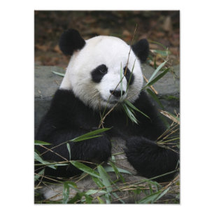 Riant Panda Fotodruck