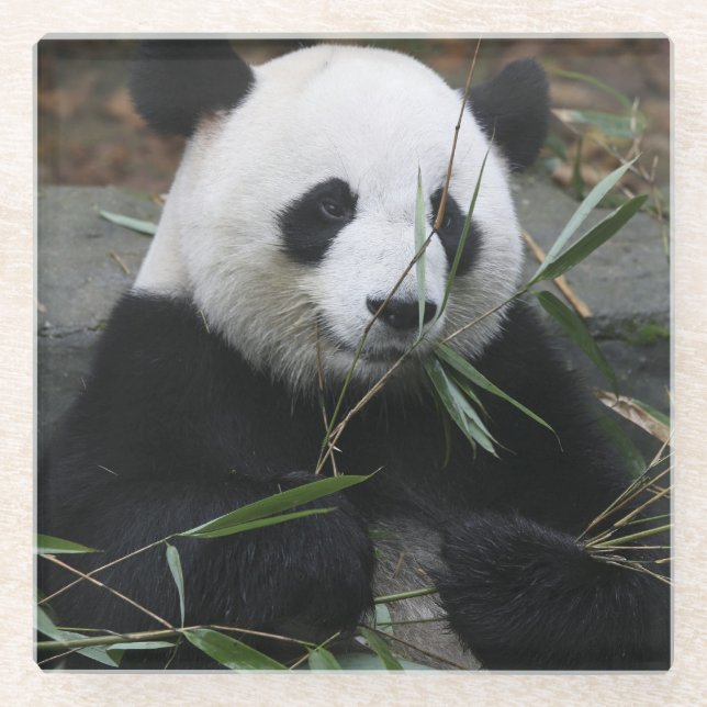 Riant Panda Glasuntersetzer (Vorderseite)