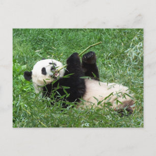 Riant Panda Lounges Eating Bamboo Postkarte