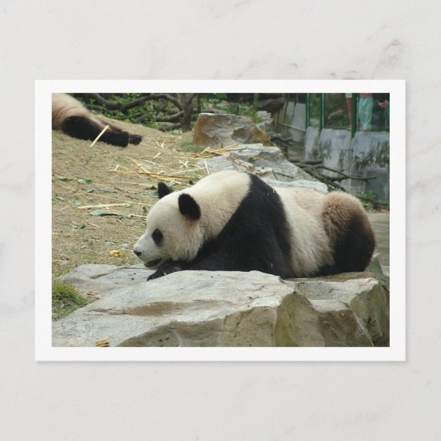 Riant Panda Postkarte (Vorderseite)