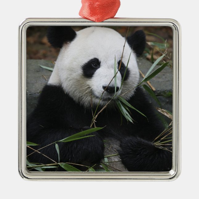Riant Panda Silbernes Ornament (Vorne)