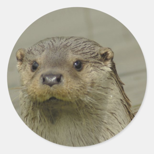 Riant River Otter Stickers (Vorderseite)