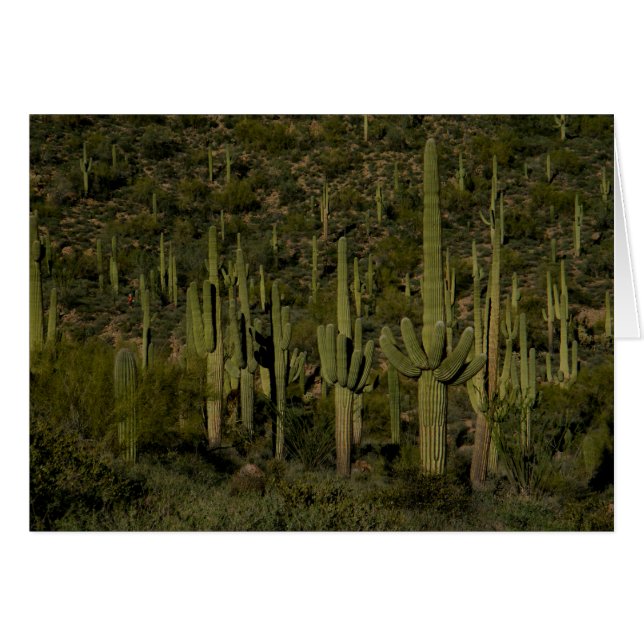 Riant Saguaro Cactus Forest Sonoran Desert Arizona (Vorderseite (Horizontal))