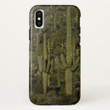 Riant Saguaro Cactus Forest Sonoran Desert Arizona