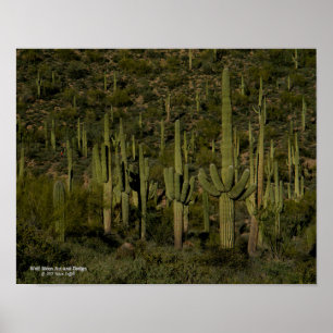 Riant Saguaro Cactus Forest Sonoran Desert Arizona Poster