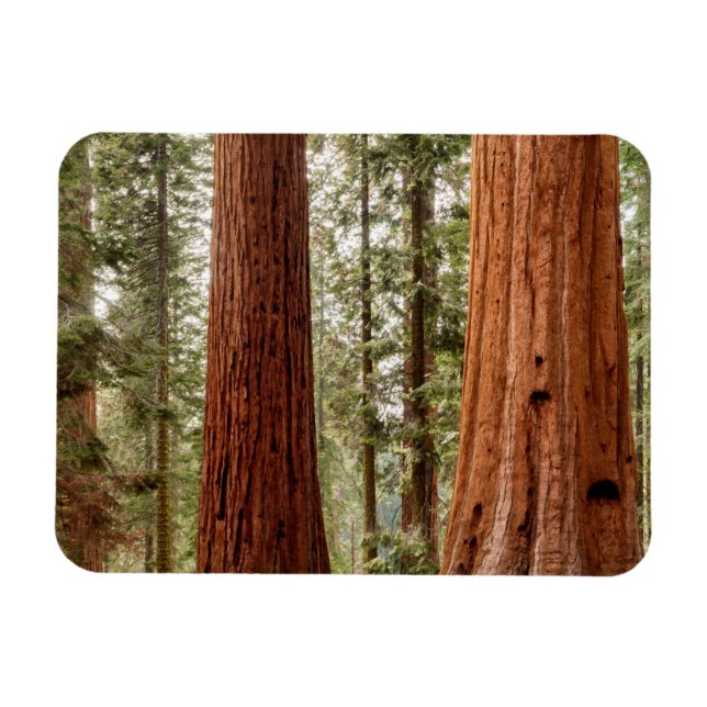 Riant Sequoia Panorama Magnet (Horizontal)