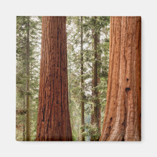 Riant Sequoia Panorama Magnet