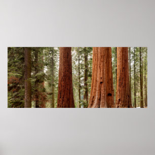 Riant Sequoia Panorama Poster
