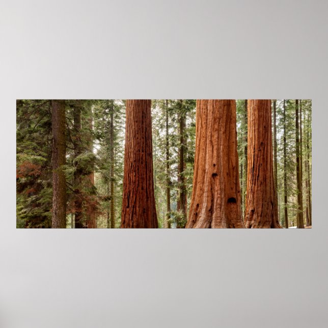 Riant Sequoia Panorama Poster (Vorne)