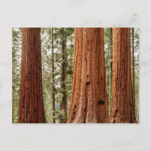 Riant Sequoia Panorama Postkarte