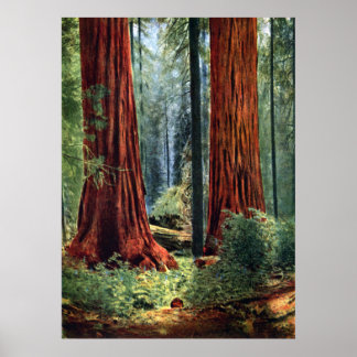 Riant Sequoia Trunks Poster