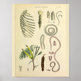 Rib Cage Sternum Anatomie Art Print Poster