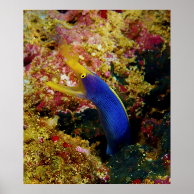 Ribbon Eel Rhinomuraena Quaesita Bernis Eel Poster (Vorne)