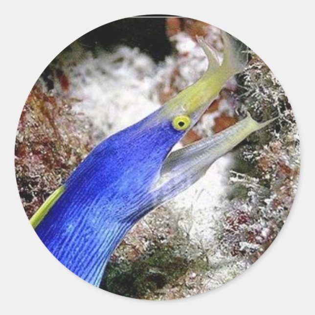 Ribbon Eel Runder Aufkleber (Vorderseite)