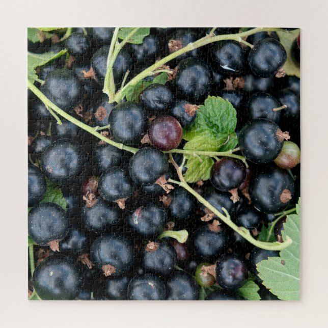 Ribes nigrum schwarze Johannisbeeren Ernte Puzzle (Vertikal)