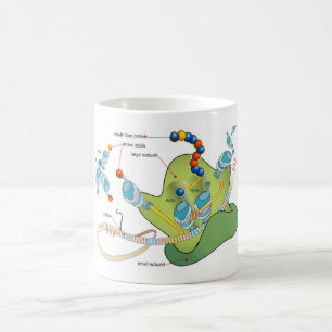 Ribosom mRNA tRNA Moleküle Proteine Diagramm  Kaffeetasse