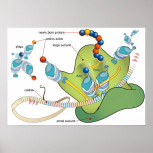 Ribosom mRNA tRNA Moleküle Proteine Diagramm Poster