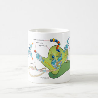Ribosome mRNA tRNA molecules proteins Diagram Kaffeetasse