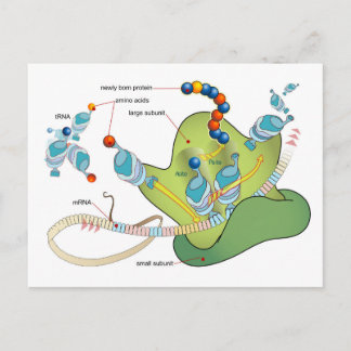 Ribosome mRNA tRNA molecules proteins Diagram Postkarte