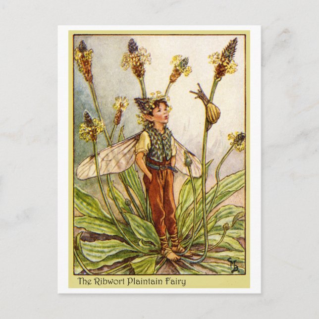 Ribwort Plaintain Fairy Postkarte (Vorderseite)