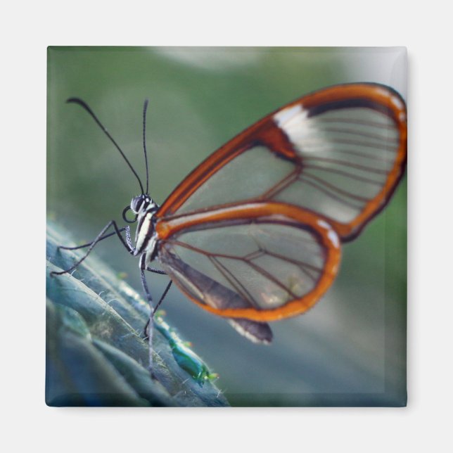 Rica-Glaßschmetterling Magnet (Vorne)