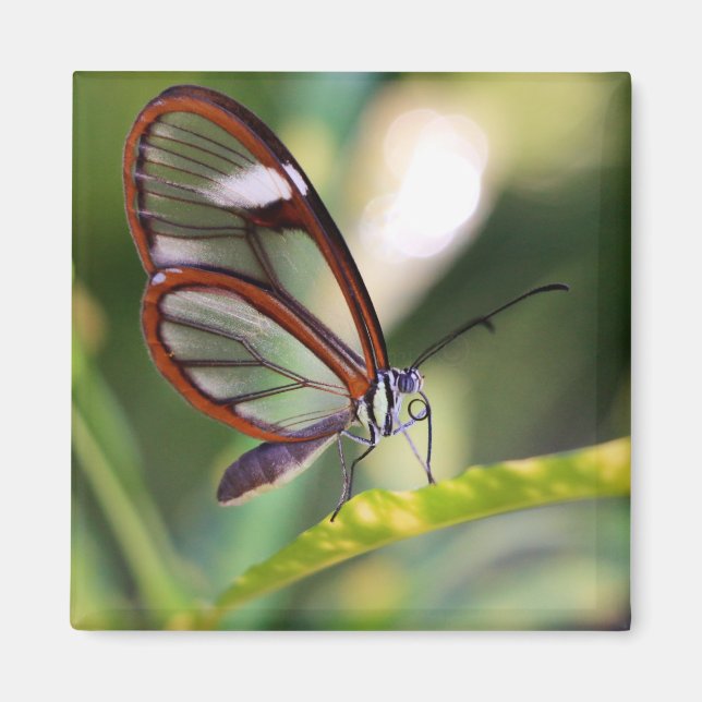 Rica-Glaßschmetterling Magnet (Vorne)