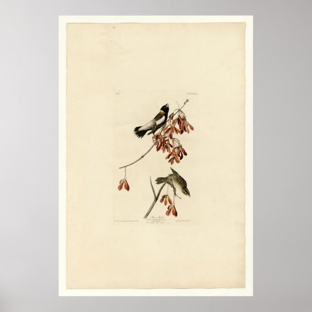 Rice Bird Poster (Vorne)