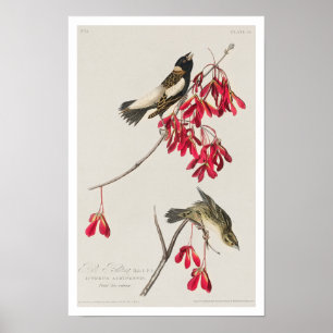 Rice Bird von Audubon Poster