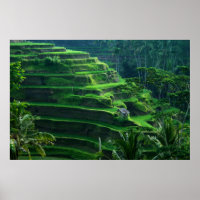 Rice Fields Bali Indonesia