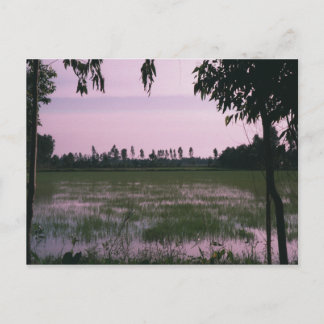 Rice Paddies Postkarte