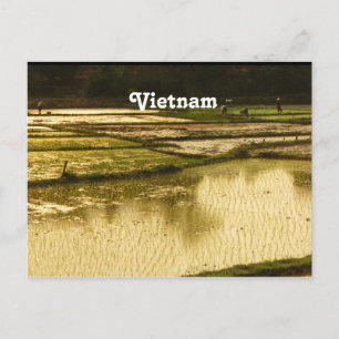 Rice Paddy Postkarte