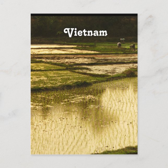 Rice Paddy Postkarte (Vorderseite)