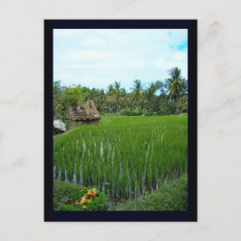 Rice Paddy, Ubud Bali, Indonesien Postkarte