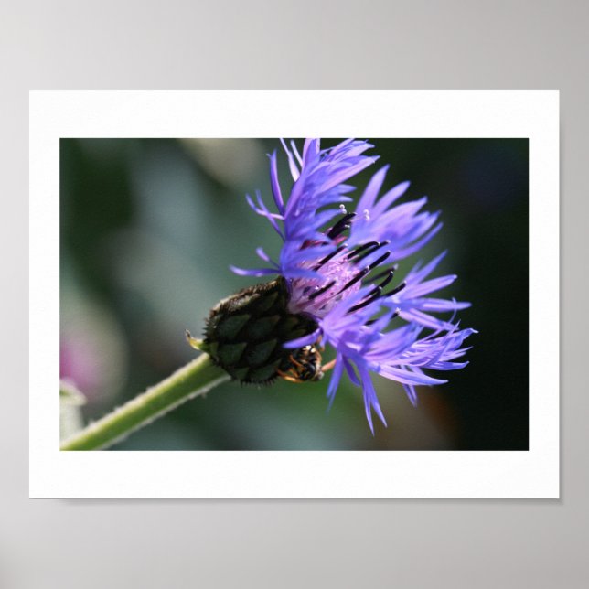 Rich Blue Lila Cornflower Bachelor's Bee Poster (Vorne)