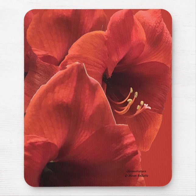Rich Earthy Ruby Red Amaryllis Composite Foto Mousepad (Vorne)