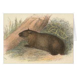 Richard Lydekker - tasmanisches Wombat