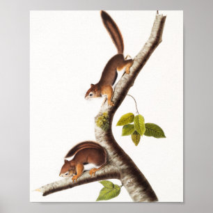 Richardsons kolumbianische EichhörnchenIllustrati Poster