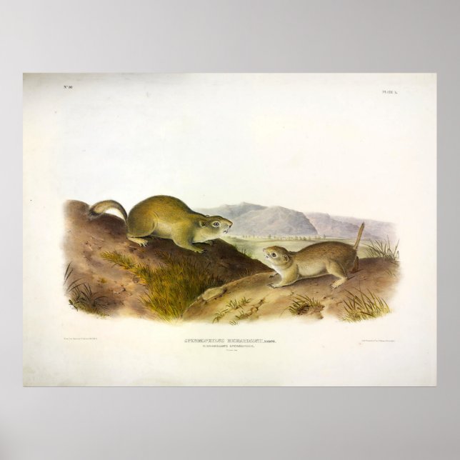 Richardson's Spermophile, Ground Eichhörnchen, Aud Poster (Vorne)
