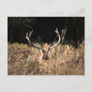Richmond Park stag, London Postkarte