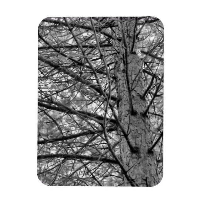 Richtung Kiefernbaumzweige in Schwarz/Weiß Magnet (Vertikal)