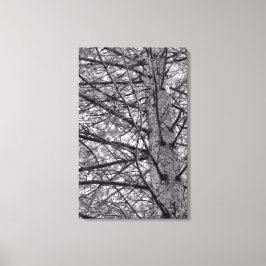 Richtung Pinienbäume Leinwanddruck