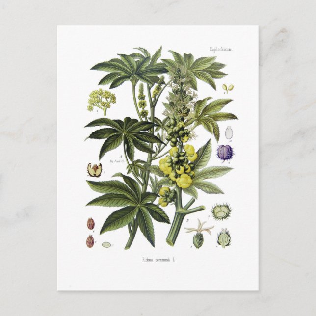 Ricinus communis (Castor Oil Pflanze) Postkarte (Vorderseite)