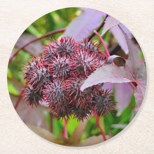 Ricinus communis runder pappuntersetzer (Vorderseite)
