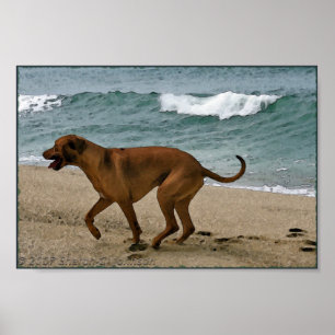 Ridgeback durch das Meer Poster