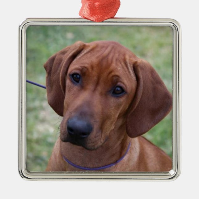 Ridgeback Welpe Silbernes Ornament (Vorne)