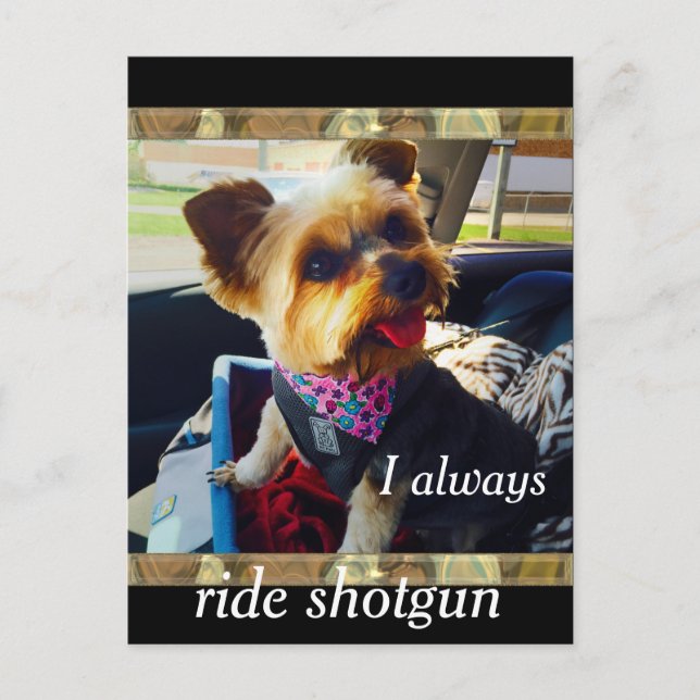 Riding Shotgun Yorkie Personalize Postkarte (Vorderseite)